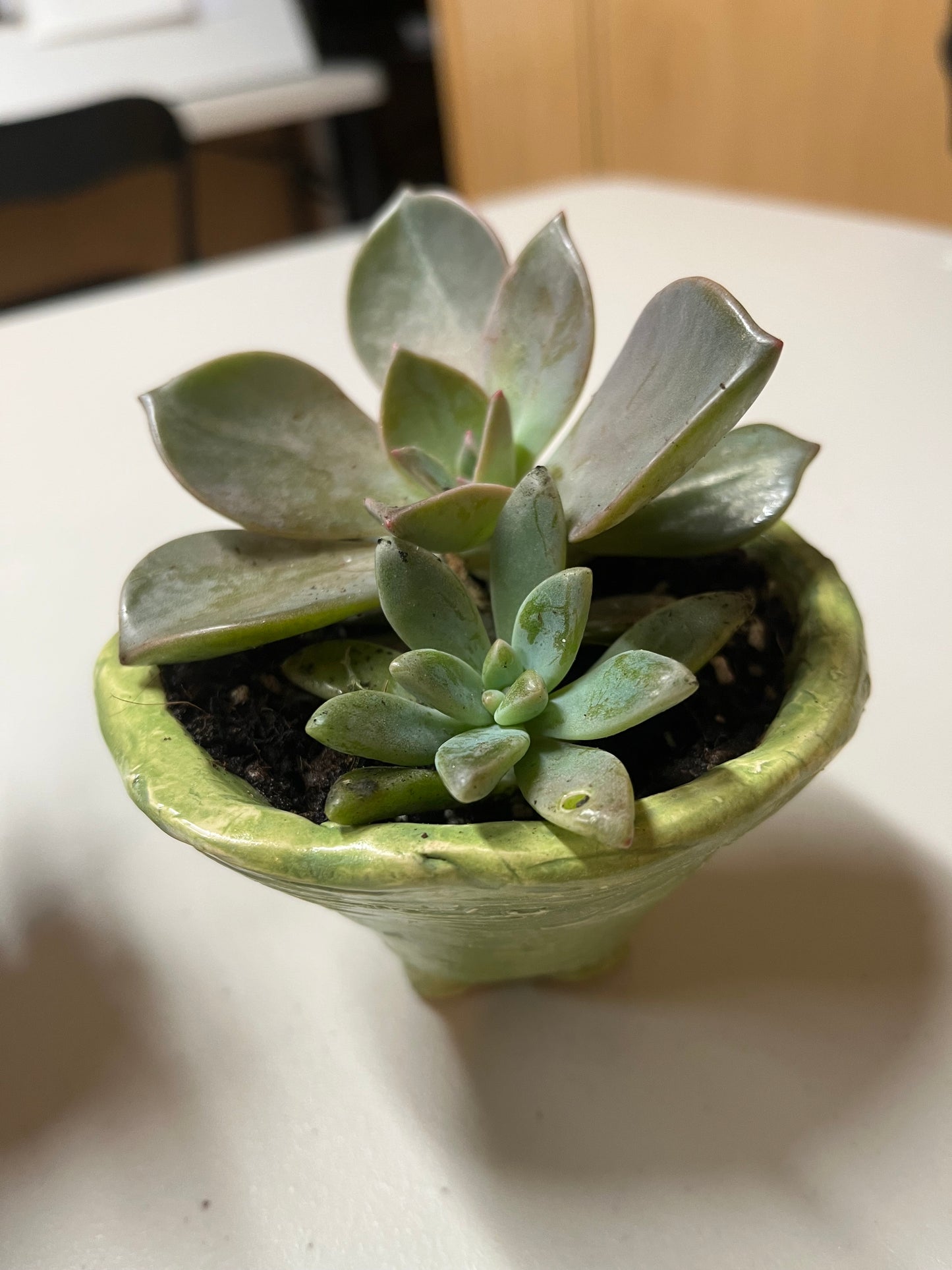 After School Clay Workshop-Succulent Plant Pot